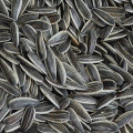 2017 nouvelle récolte et graines de tournesol noires hybrides chinoises bon marché